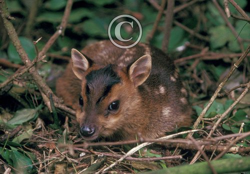 Muntjac Fawn DM0660